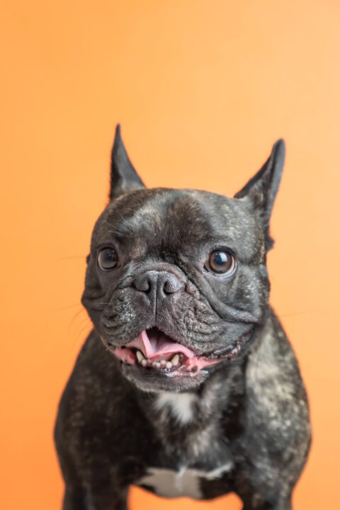 PET6